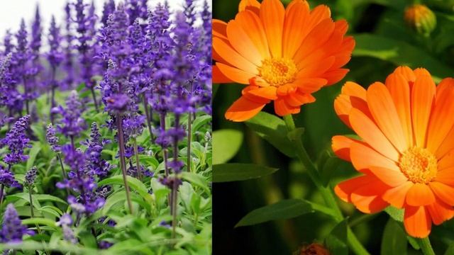 Однолетние растения сальвия и календула смотреть онлайн