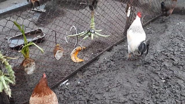 Что влияет на вкус яйца! #курынесушки #chick #куры #петух #вкусяйца #кормовойбурак смотреть онлайн