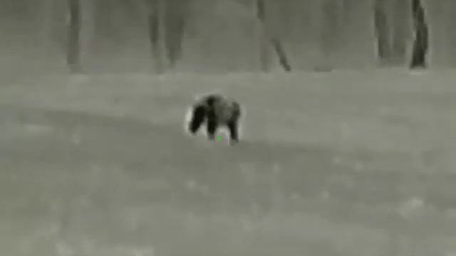 iray sct 35. кабан и лиса. смотреть онлайн