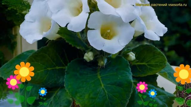 Глоксиния гибридная Монт Бланк. Краткий обзор, описание характеристик Mont Blanc смотреть онлайн