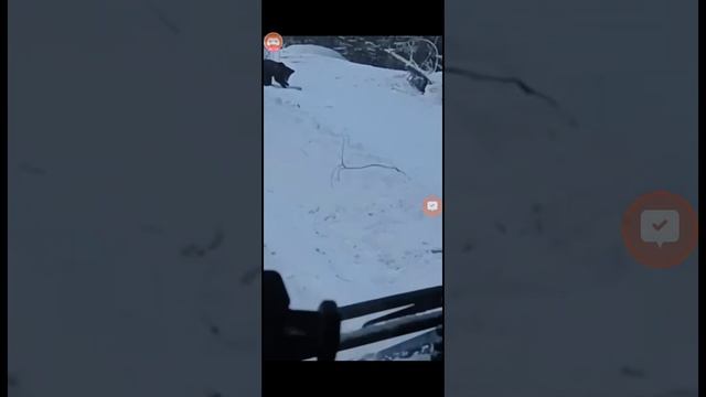 медведи в даванском раене