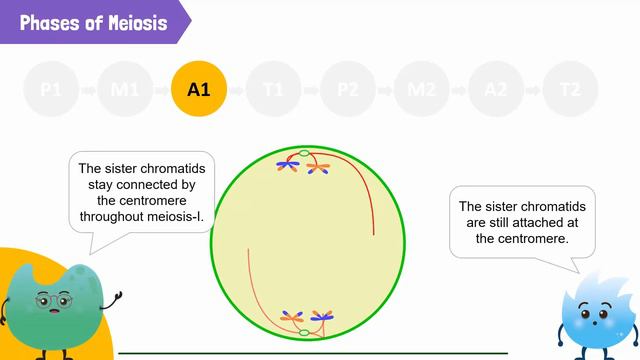 Process and Importance of Meiosis in an Animal Cell смотреть онлайн
