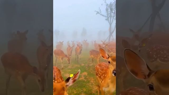 Пятнистый олень. Как красиво. Интересное видео. Чудеса природы. смотреть онлайн