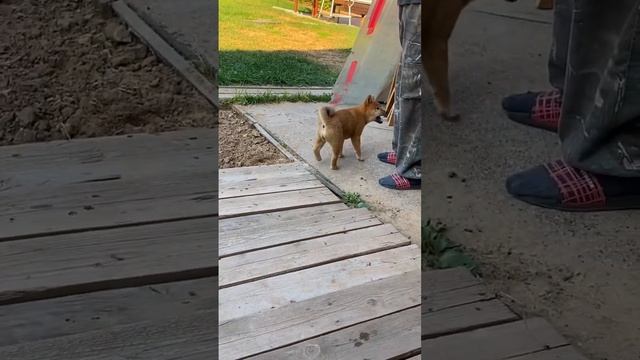 Сиба ину питомник/ Наш утренний mood ❤️ В питомнике есть свободная девочка сиба ину #сиба #сибаину смотреть онлайн