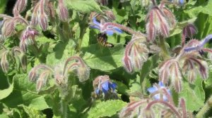 Огуречная трава -- прекрасный медонос.