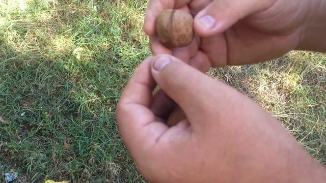 Для чего необходимо замачивать грецкий орех в горячей воде при проведении стратификации смотреть онлайн