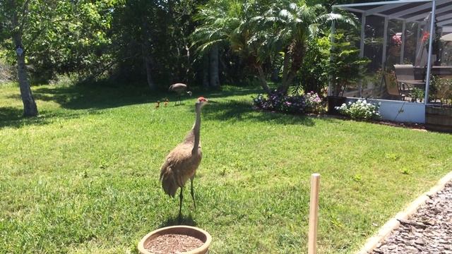 SANDHILL CRANE ATTACKS FLORIDA HOME(gently) смотреть онлайн