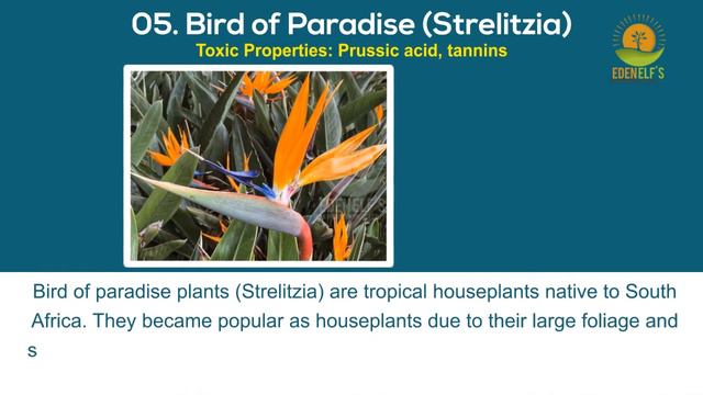 Toxic Plants For Dogs | 9 Popular Houseplants That Are Toxic to Dogs смотреть онлайн