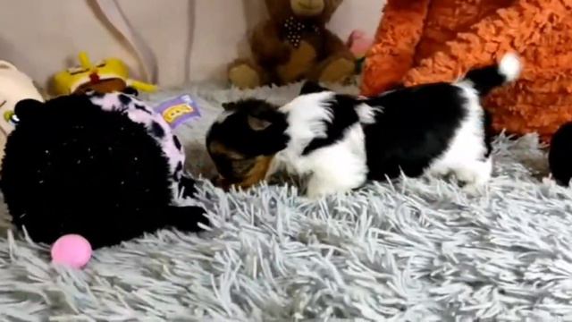 бивер щенок купить продажа москва питомник смотреть онлайн