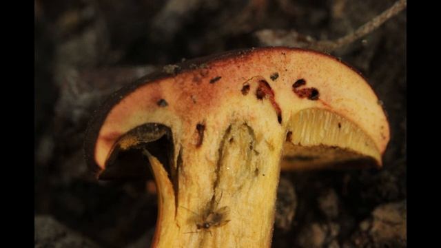 Hortiboletus rubellus смотреть онлайн