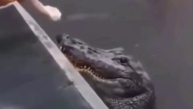 Хороший крокодильчик, к ноге🤩 смотреть онлайн