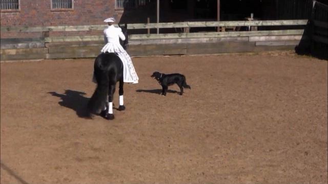 Pas De Deux Pferd Und Hund Mit Andrea Mönninghoff