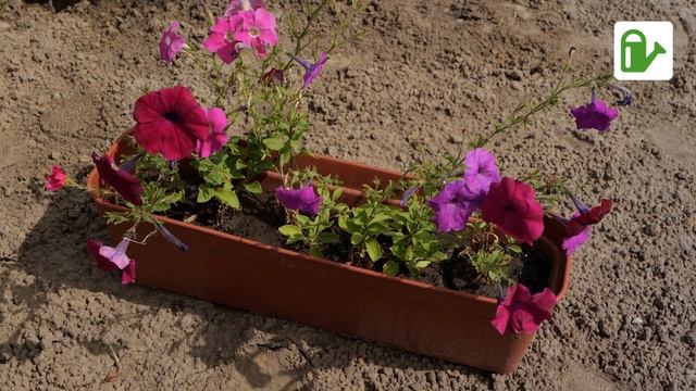 Пересадка петунии в открытый грунт смотреть онлайн