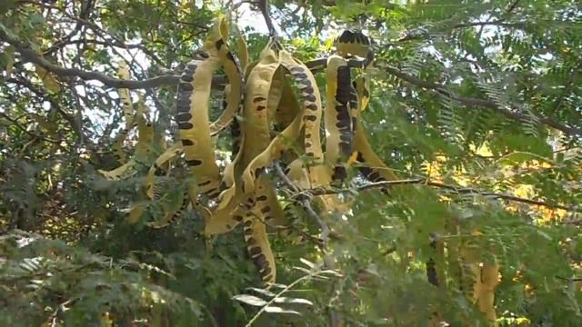 ACACIA DE TRES ESPINAS: Gleditsia triacanthos (www.riomoros.com) смотреть онлайн