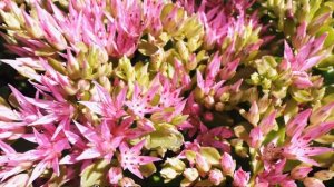 Очиток — посадка и уход, размножение