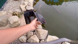 Пленка для пруда / Винилит 1 мм / Гарантия 50 лет (Мини Обзор)