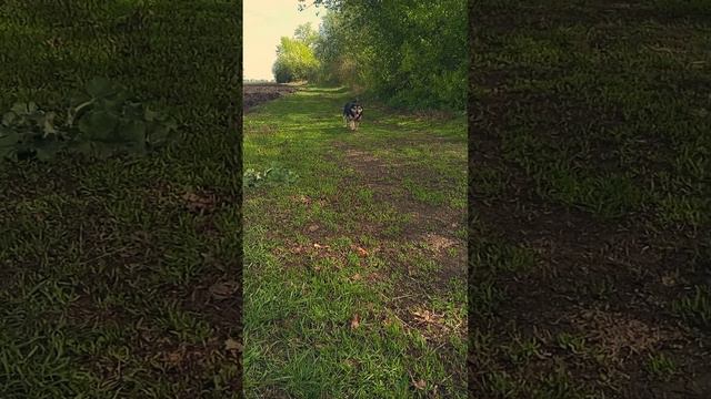 Преданный друг