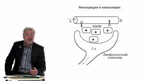 Евсеев А.В. Нормальная физиология. Лекция №19. Микроциркуляция. Регуляция кровообращения. 2024