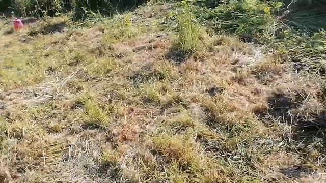 Ежевика восстанавливаю плантацию, методом пересадки в июне месяце смотреть онлайн