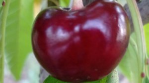 черешня сорта Тамара (Tamara)