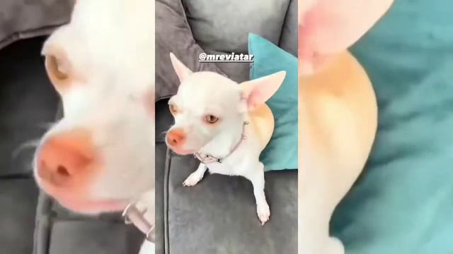 😲 Aww! The Funniest And Cutest Dogs Ever #2 | Fanny Chihuahua TV