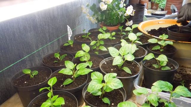 Фуксия Анабель ,укоренилась-рассаживаю смотреть онлайн