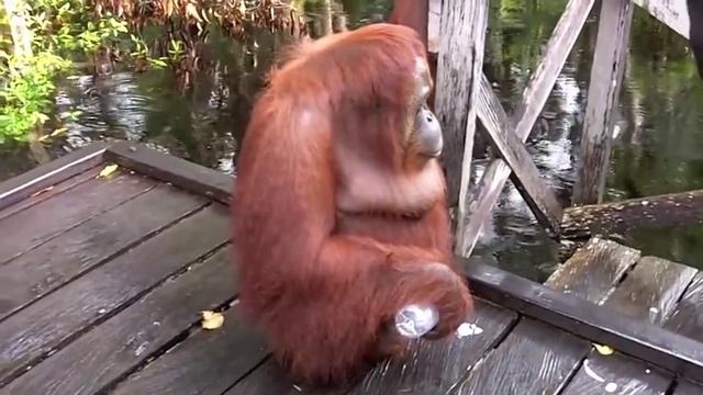 Orangutan has coffee break on boat pier смотреть онлайн