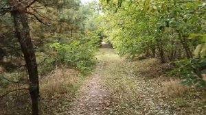 Как пересадить молодой дубок с вашего участка в лес