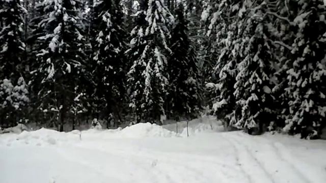 Прогулка по зимнему лесу смотреть онлайн