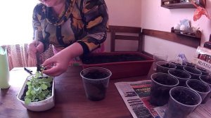 Как вырастить табак курительный в Сибири