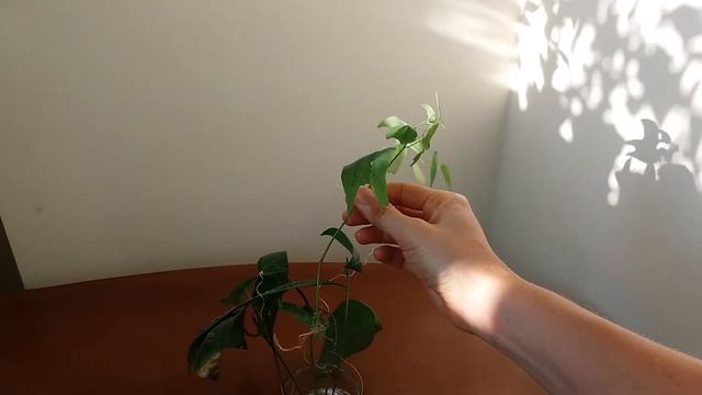 Пассифлора. Укоренение в воде смотреть онлайн