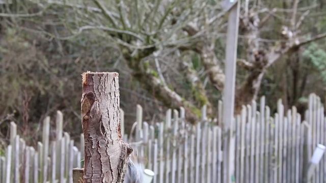 Белка освоила мой дачный участок смотреть онлайн