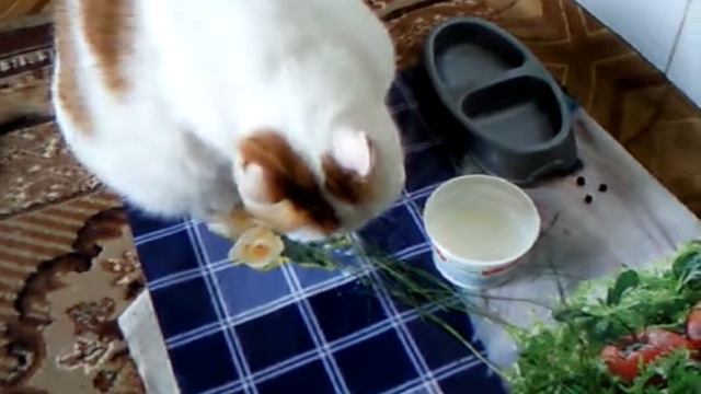этот кот пьет молоко не как все смотреть онлайн