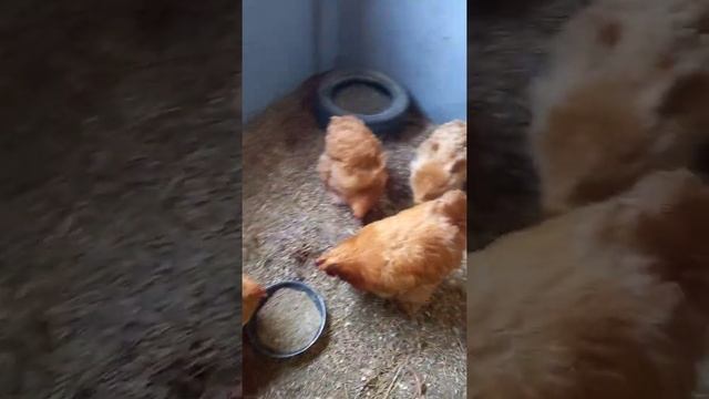 Кохенхин палевый