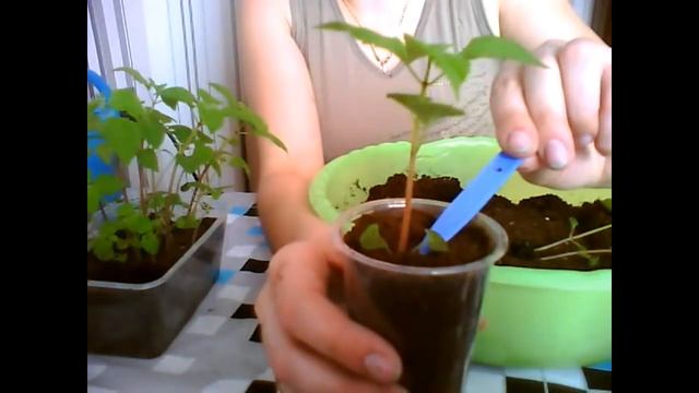 Сальвия. Пикируем и прищипываем сальвию. Уход за сальвией.