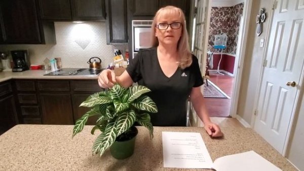 HOW TO TAKE CARE OF A ZEBRA PLANT "APHELANDRA SQUARROSA"