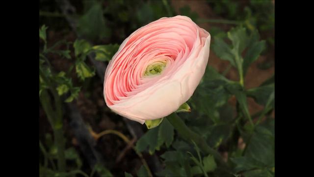 ranunculus hanoi time lapse смотреть онлайн