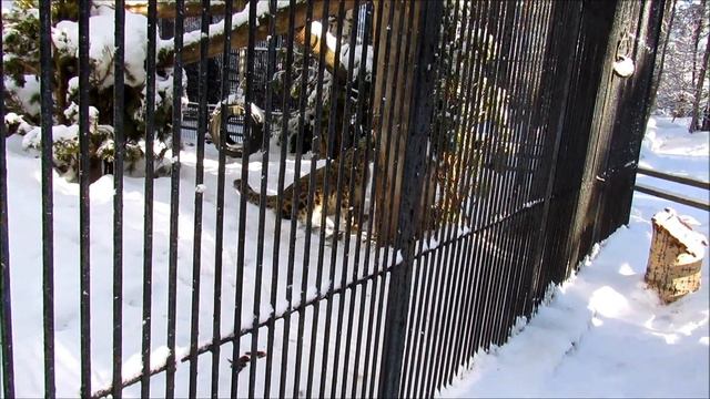 Снежные барсы.11.02.20 г. смотреть онлайн