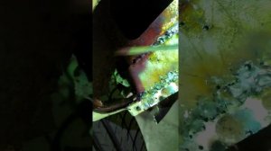 Антикор нанесённый на ржавеющий метал и к чему это приводит.