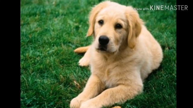 Золотистый( Голден) Ретривер/описание уход и содержание смотреть онлайн