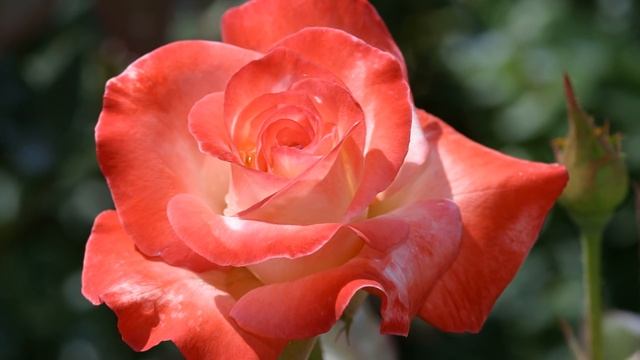 ** Just For You ** - Giovanni Marradi смотреть онлайн