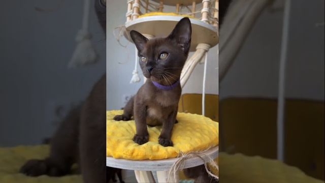 Бурма. Соболиный окрас. Бурманские котята. смотреть онлайн