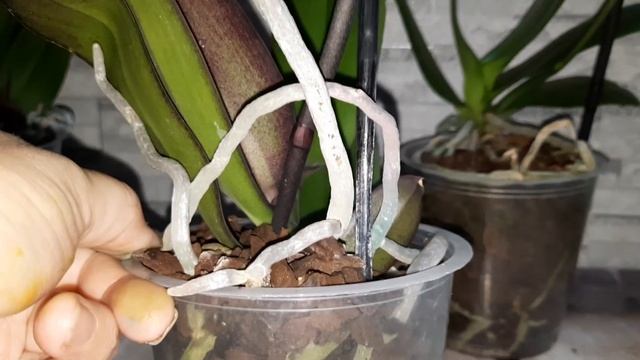 ПОКУПКИ ОРХИДЕЙ/ДИКИЙ КОТ.БУДДА.РОЗА.БИГ ЛИПЫ И ДРУГИЕ/ смотреть онлайн