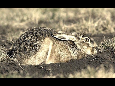 Охота на зайца. Уникальный случай. Тропление зайца. Иж-43