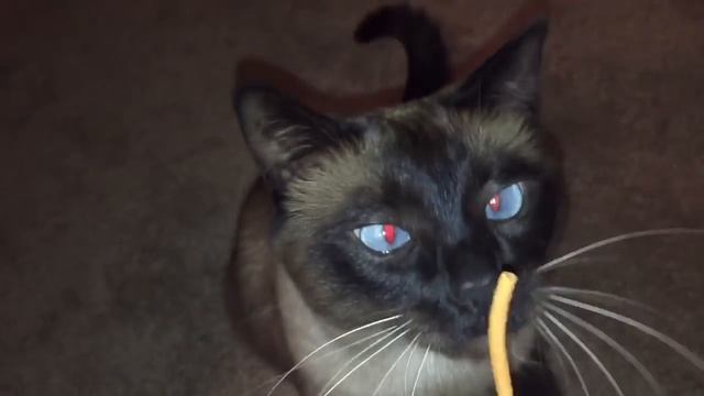 Только кот Бася знает, как получить пищу =^..^= СИАМСКИЕ КОШКИ смотреть онлайн