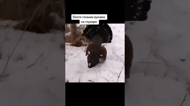 драка с глухарём #охота #вальдшнеп #родина #охотаирыбалка #bird #animal #глухарь #funny #hunting #а смотреть онлайн