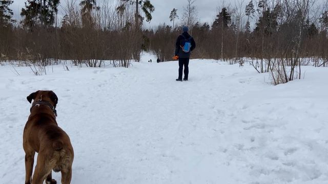 Лайка Бросилась в атаку?♂️ Бой собак. Лайка против Боксёра смотреть онлайн
