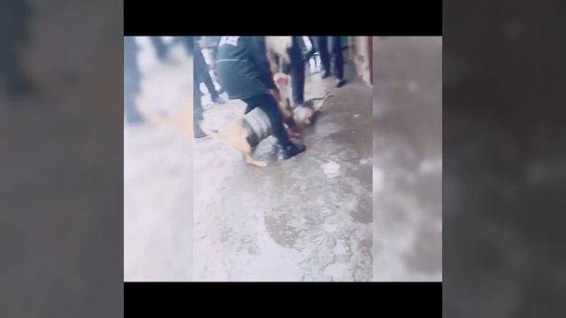 Стафф терьер спас свою хозяйку от бешенной собаки. Бишкек смотреть онлайн