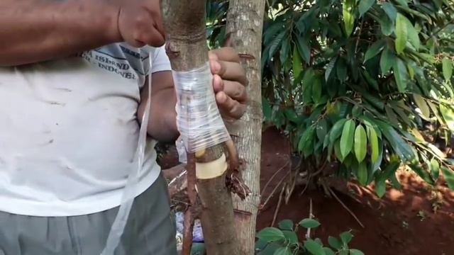 HOW TO AIR LAYER AN AVOCADO TREE‼️⁉️/LAPISAN UDARA ALPUKAT/CANGKOK wa 08818623941 смотреть онлайн