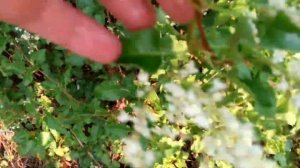 Растения агрессоры  Полный обзор